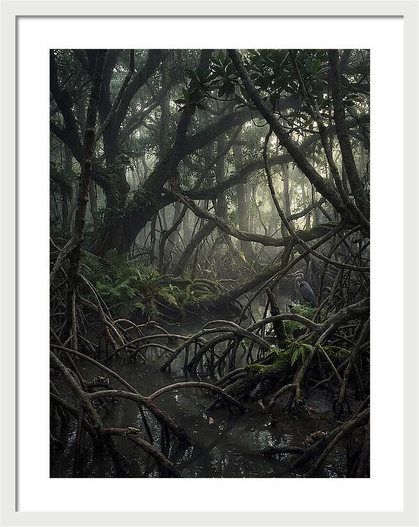 Mysterious Mangrove Swamp