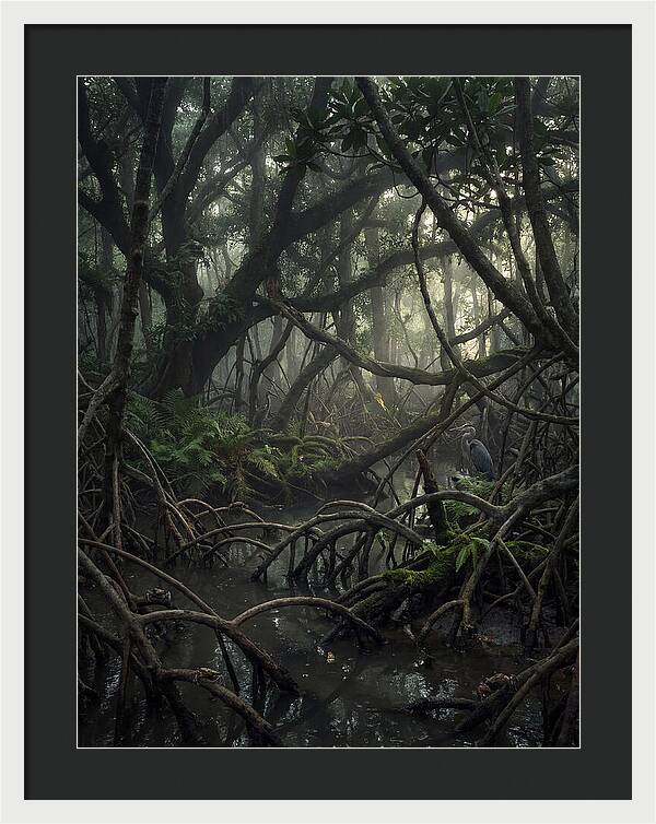Mysterious Mangrove Swamp