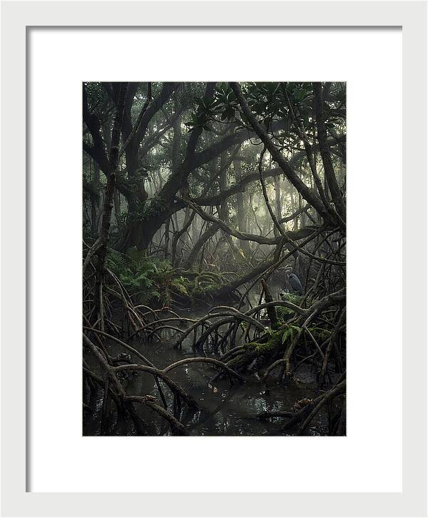 Mysterious Mangrove Swamp