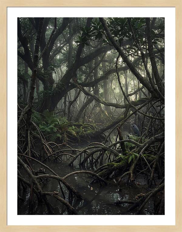 Mysterious Mangrove Swamp