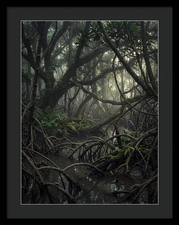 Mysterious Mangrove Swamp