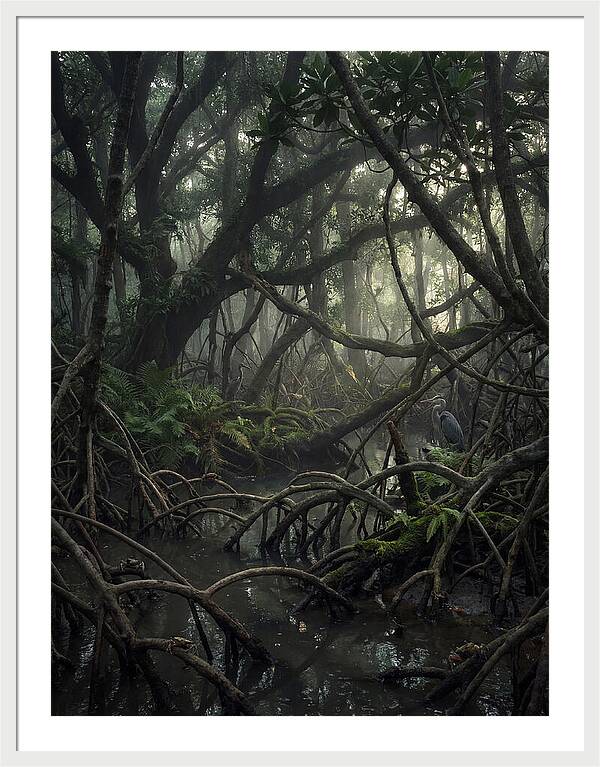 Mysterious Mangrove Swamp