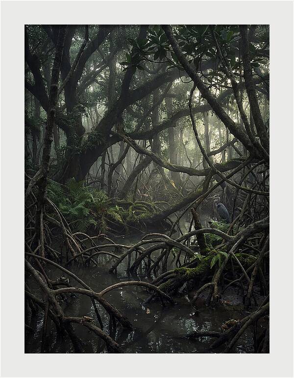 Mysterious Mangrove Swamp