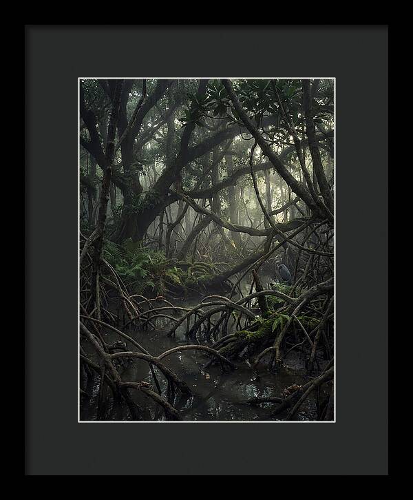 Mysterious Mangrove Swamp