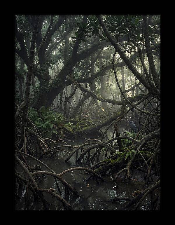 Mysterious Mangrove Swamp