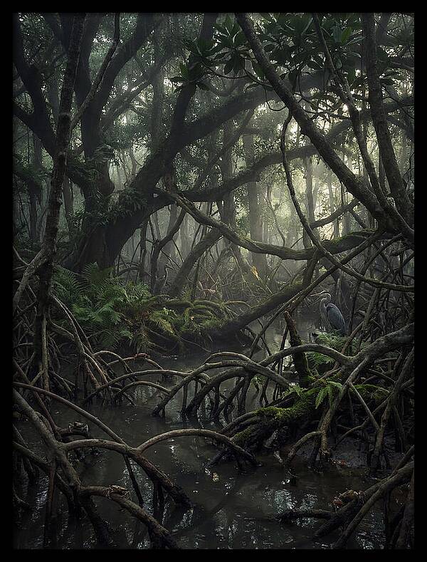 Mysterious Mangrove Swamp