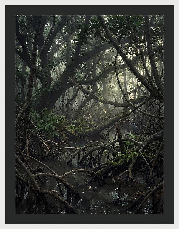 Mysterious Mangrove Swamp