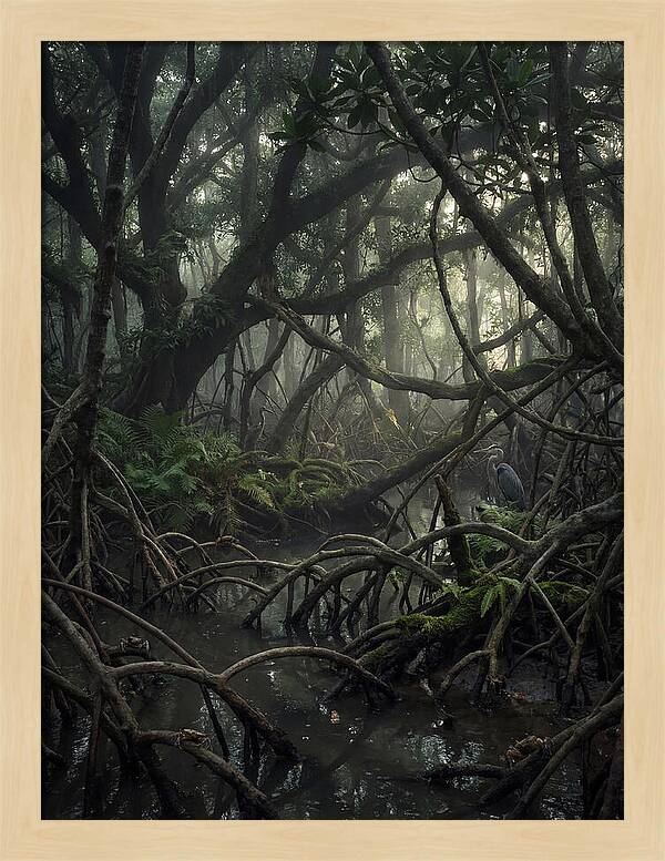 Mysterious Mangrove Swamp