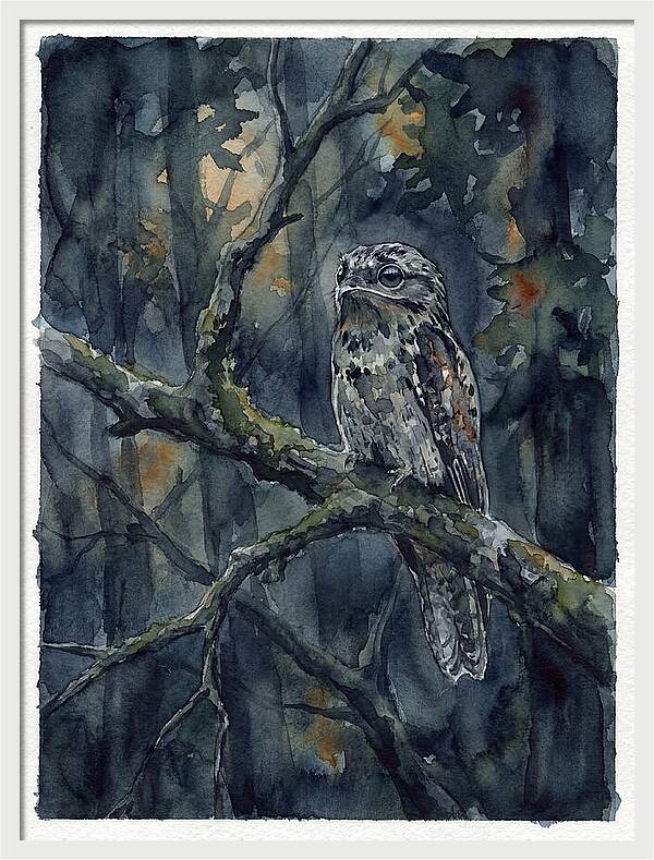 Mysterious Potoo At Dusk