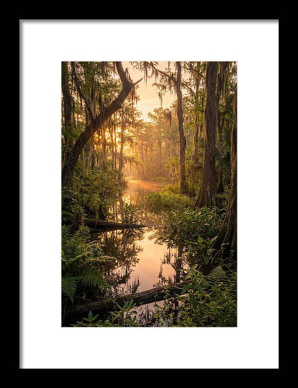 Mystical Atchafalaya Reflections