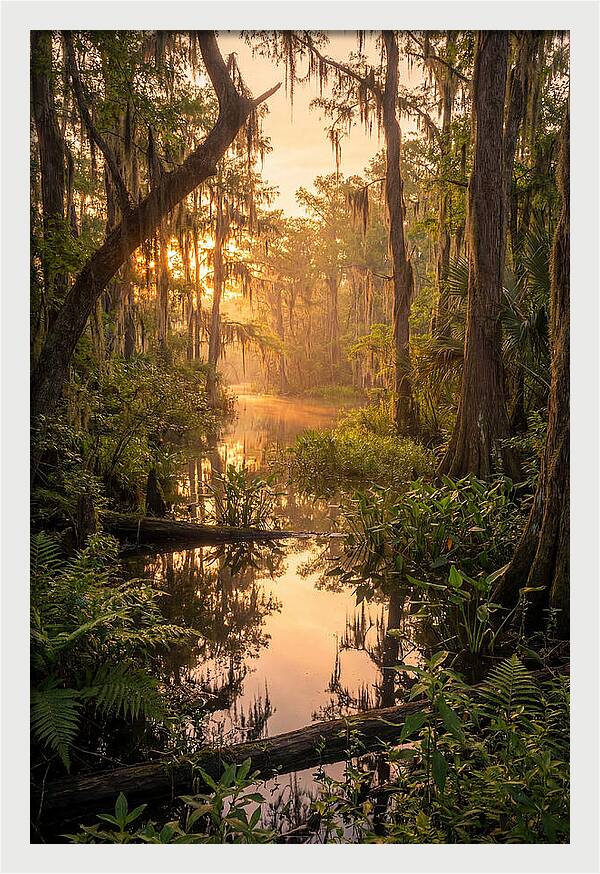 Mystical Atchafalaya Reflections