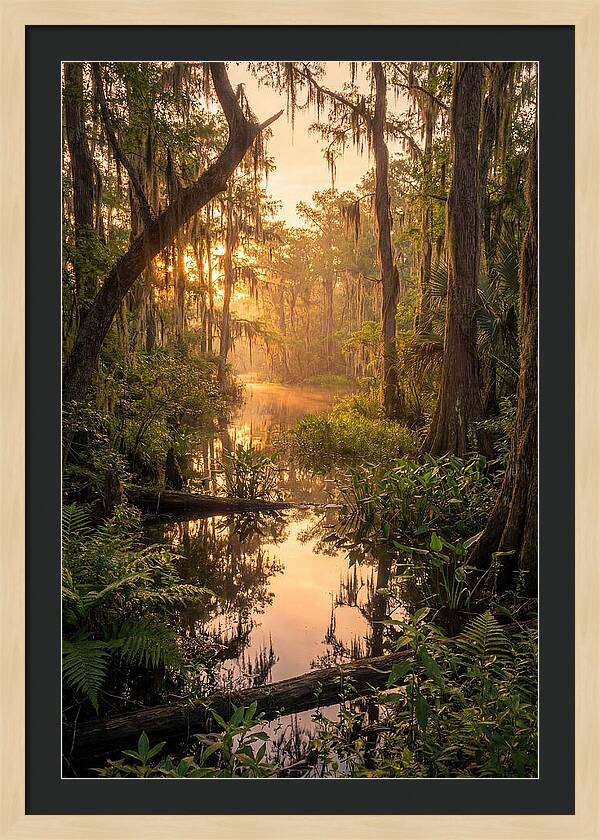 Mystical Atchafalaya Reflections