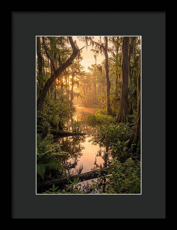 Mystical Atchafalaya Reflections