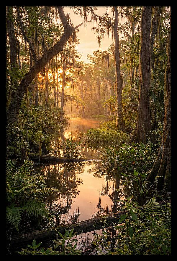 Mystical Atchafalaya Reflections