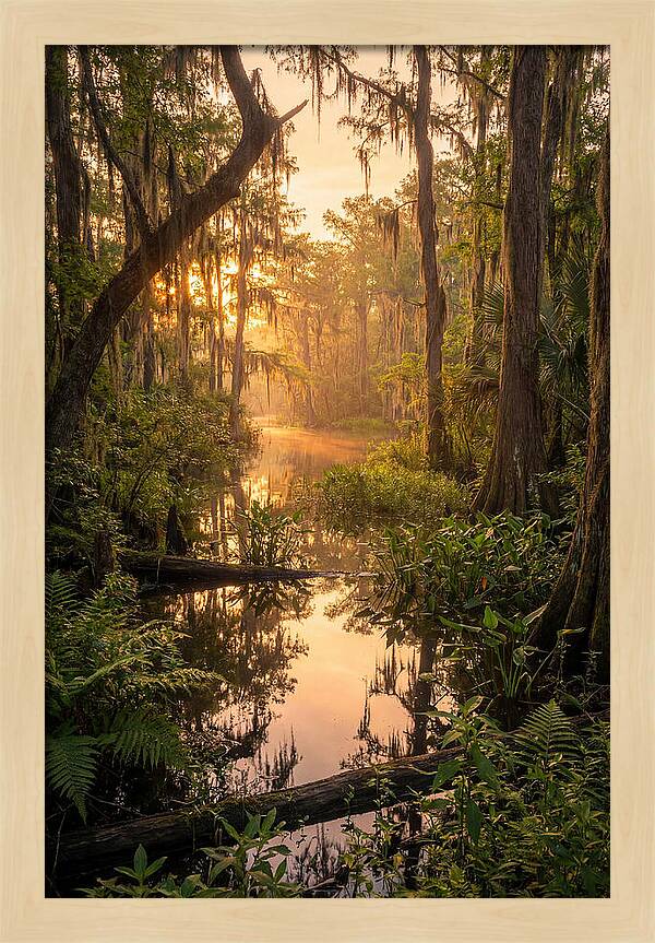 Mystical Atchafalaya Reflections