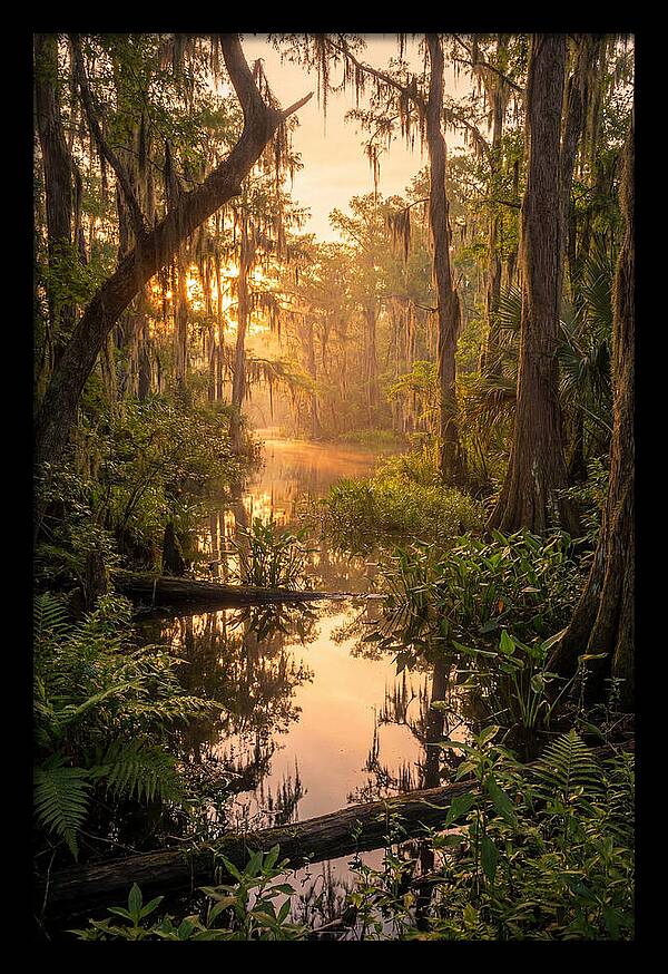 Mystical Atchafalaya Reflections