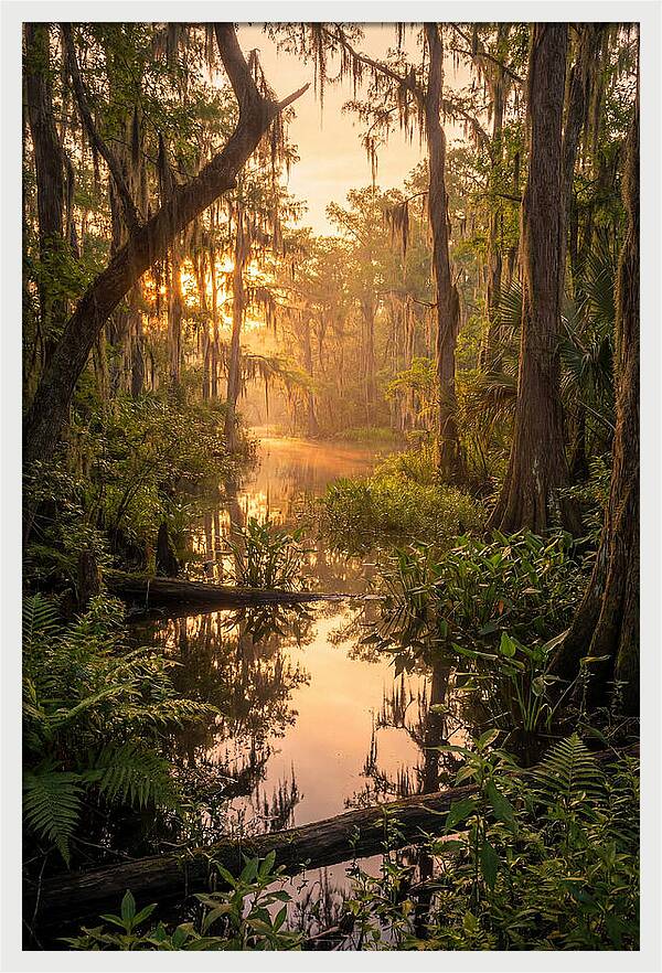 Mystical Atchafalaya Reflections