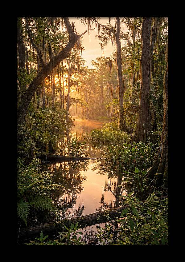 Mystical Atchafalaya Reflections