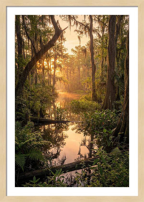 Mystical Atchafalaya Reflections