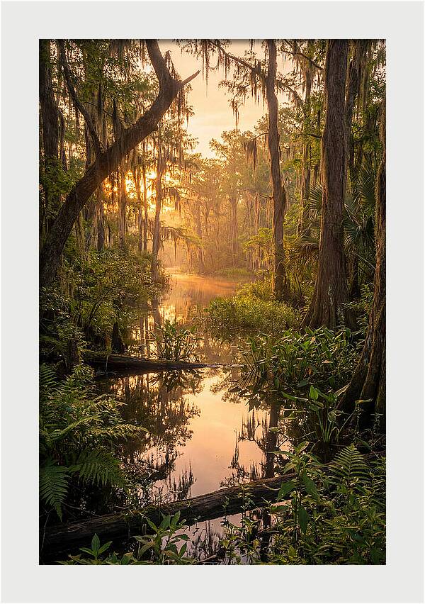 Mystical Atchafalaya Reflections