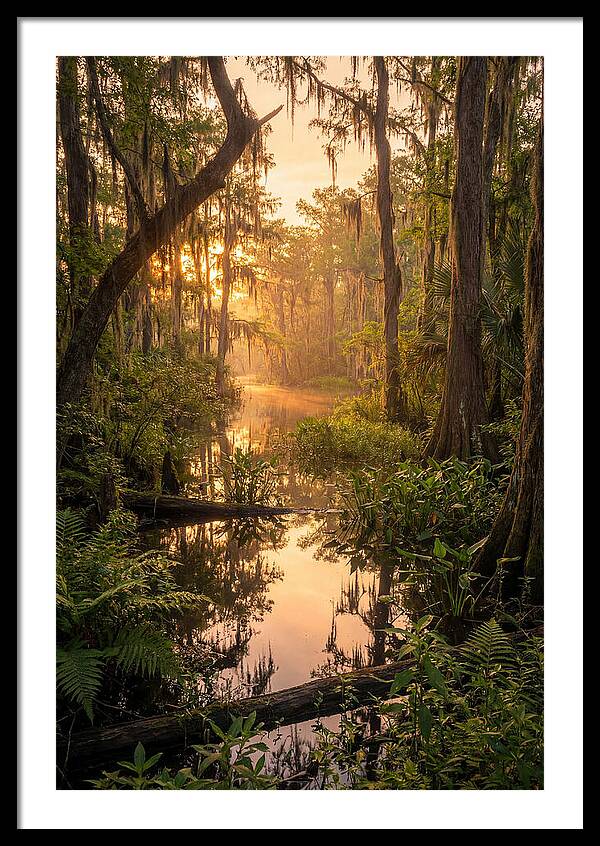 Mystical Atchafalaya Reflections