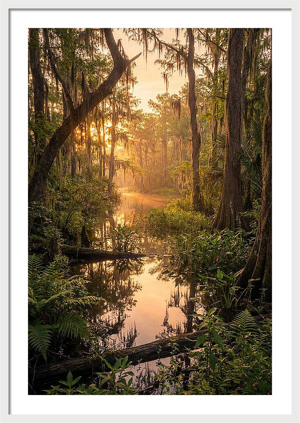 Mystical Atchafalaya Reflections
