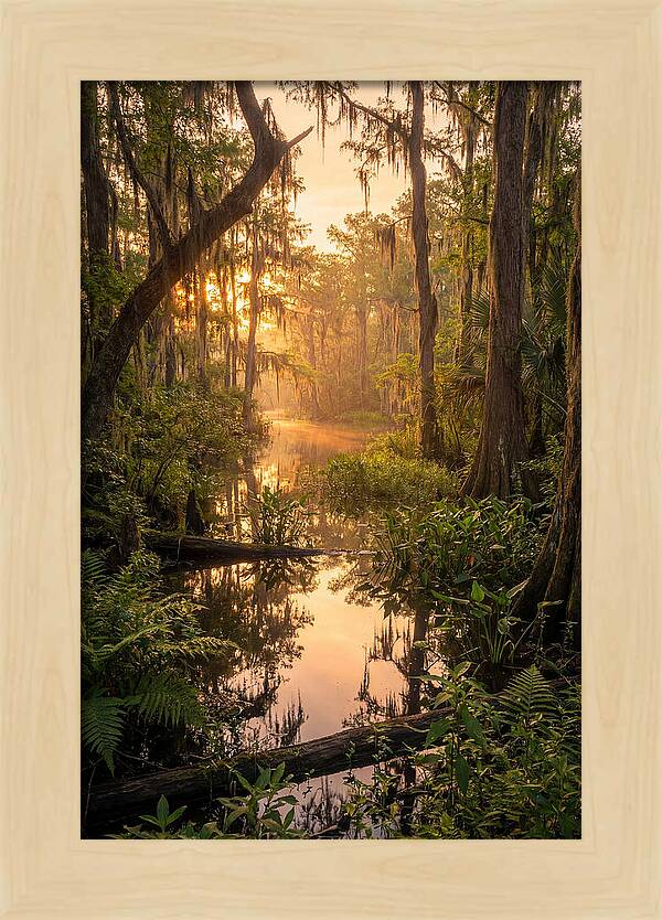 Mystical Atchafalaya Reflections