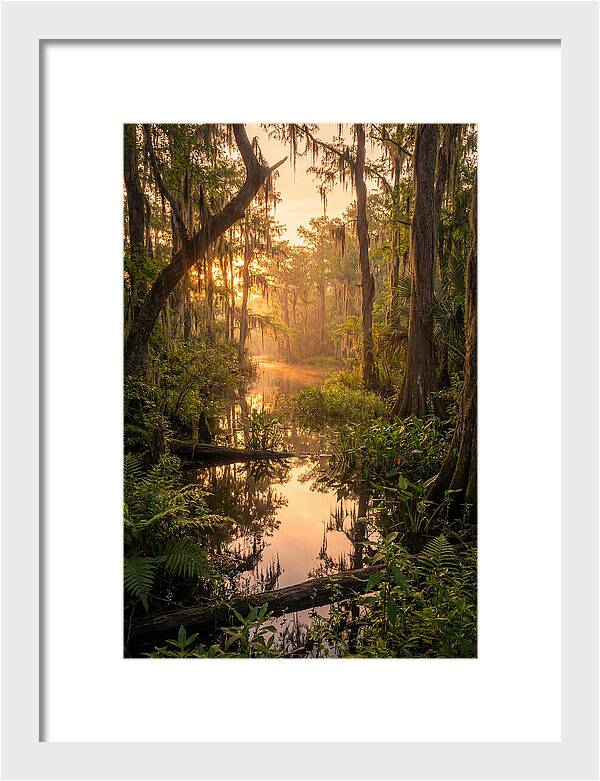 Mystical Atchafalaya Reflections