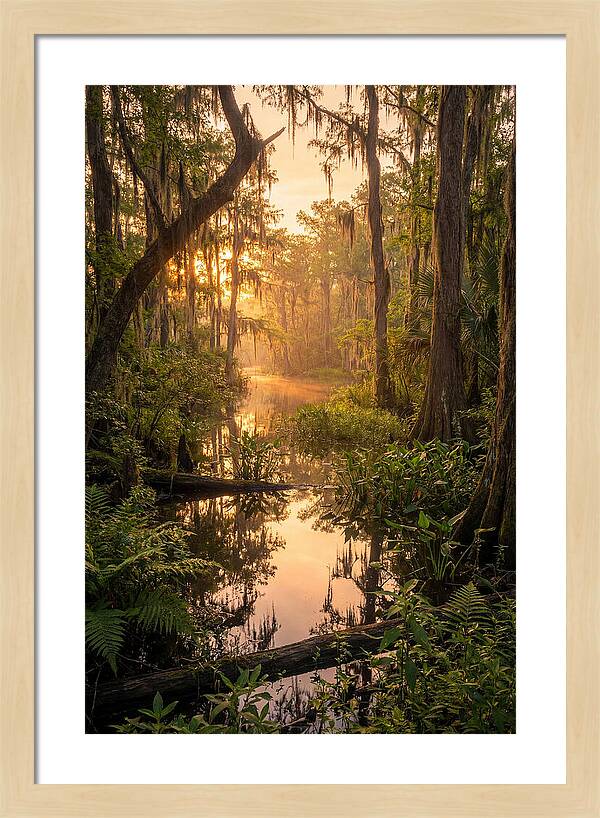 Mystical Atchafalaya Reflections