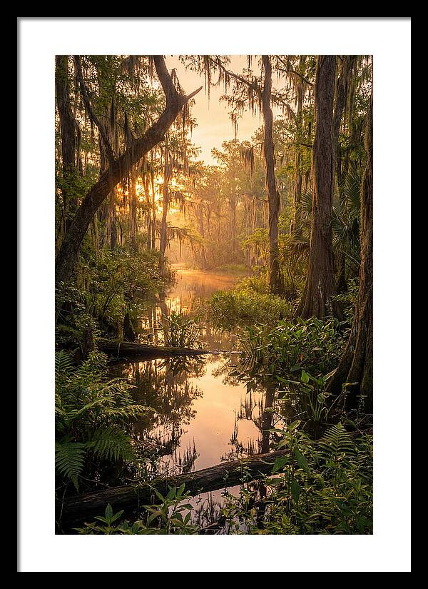 Mystical Atchafalaya Reflections