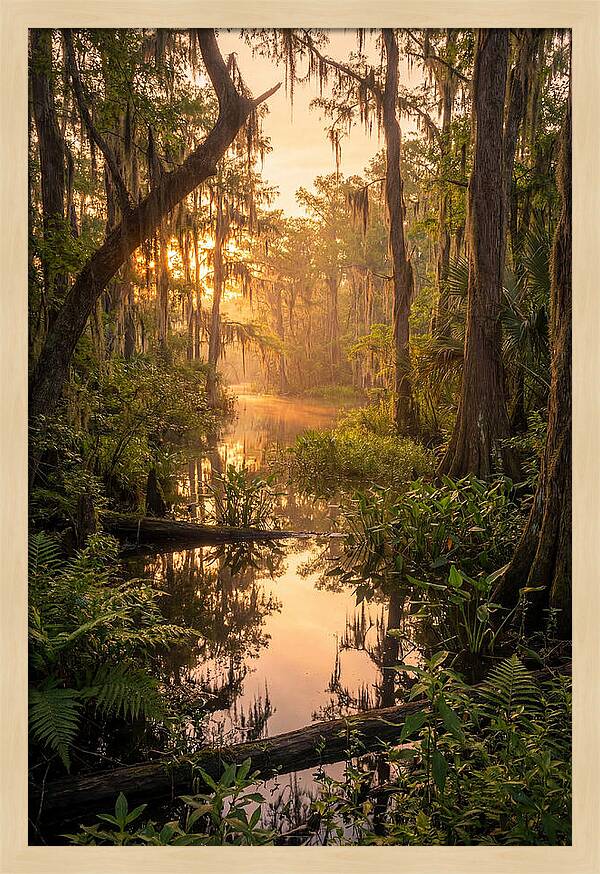 Mystical Atchafalaya Reflections