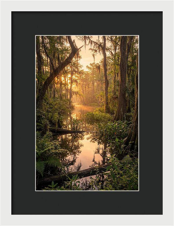 Mystical Atchafalaya Reflections