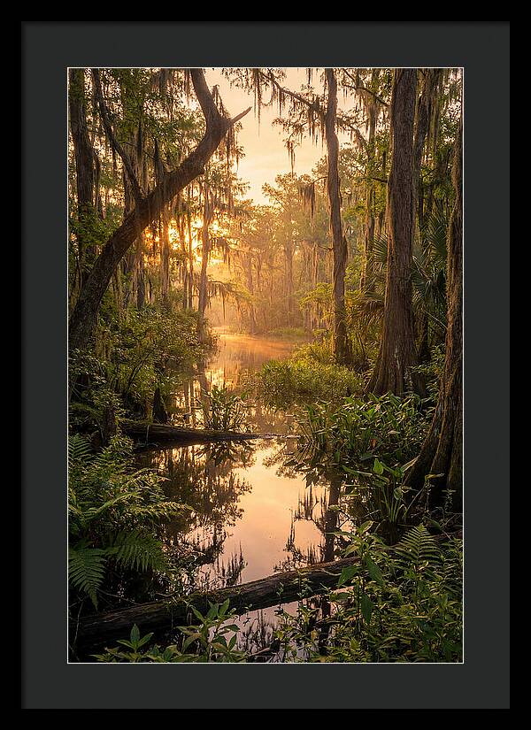 Mystical Atchafalaya Reflections