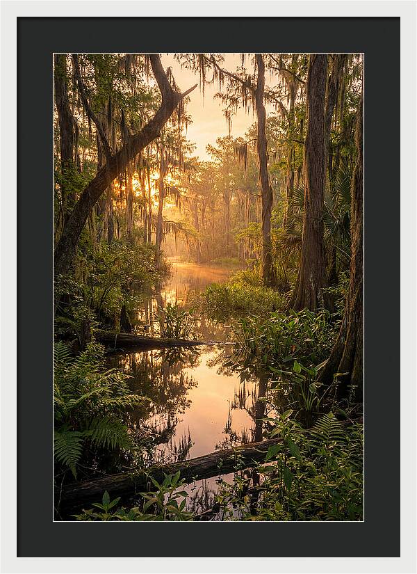 Mystical Atchafalaya Reflections