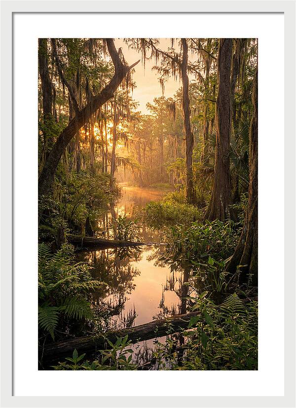 Mystical Atchafalaya Reflections