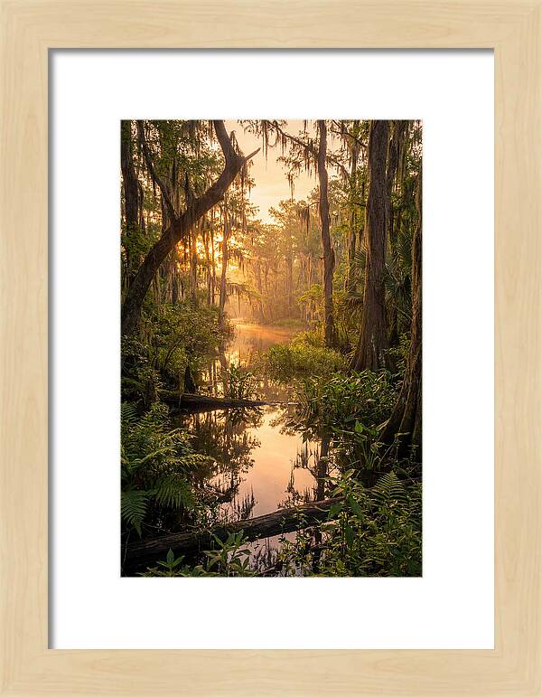 Mystical Atchafalaya Reflections