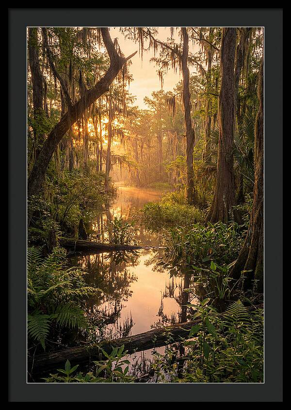 Mystical Atchafalaya Reflections