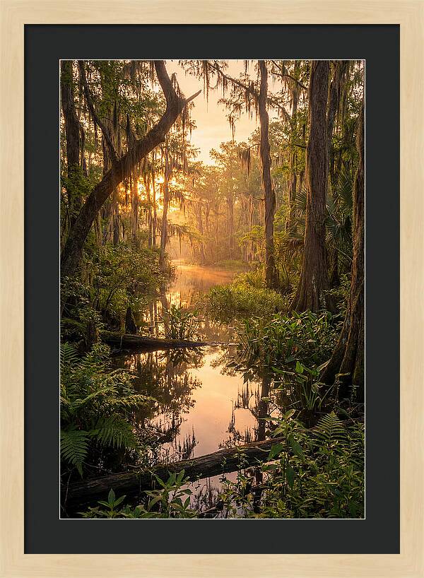 Mystical Atchafalaya Reflections