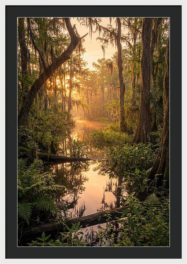 Mystical Atchafalaya Reflections