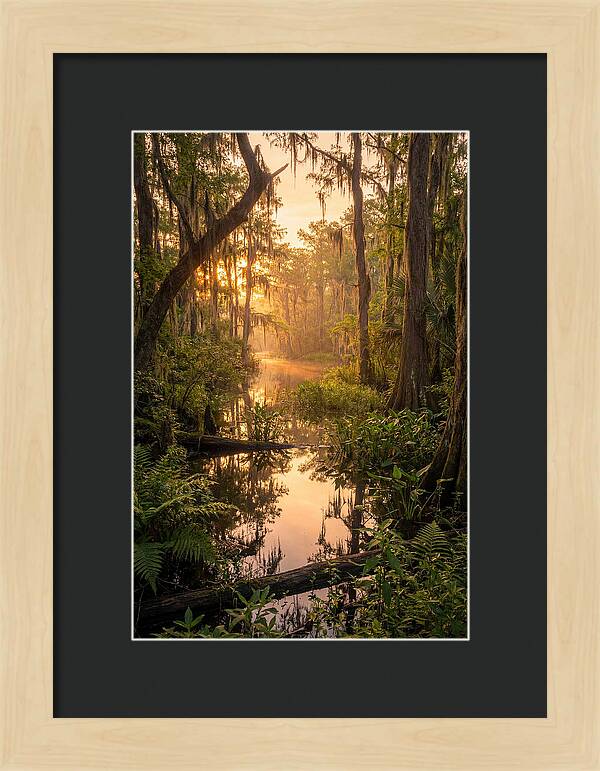 Mystical Atchafalaya Reflections