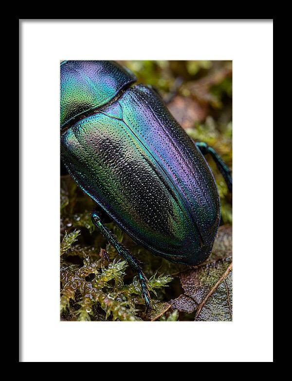 Mystical Beetle Reflections