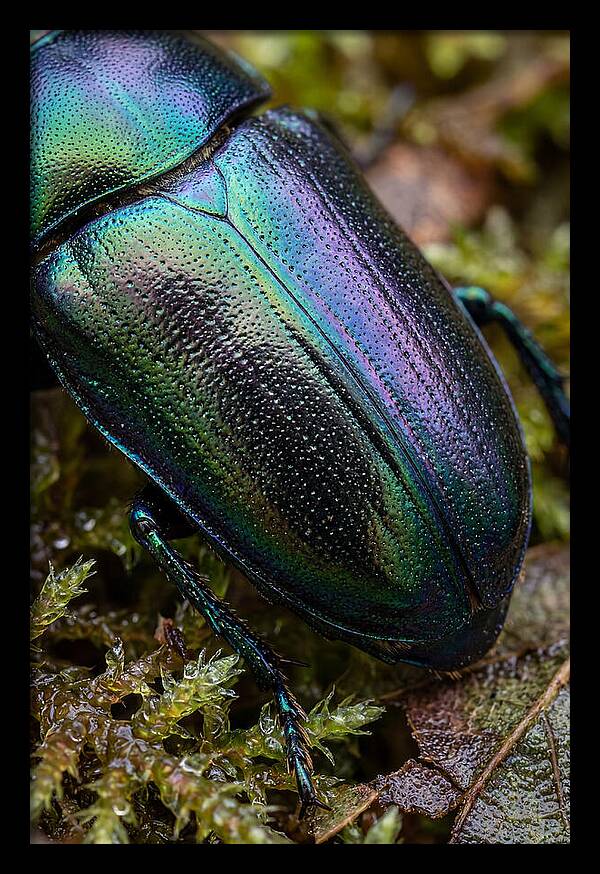 Mystical Beetle Reflections