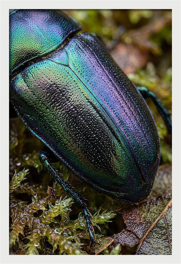 Mystical Beetle Reflections