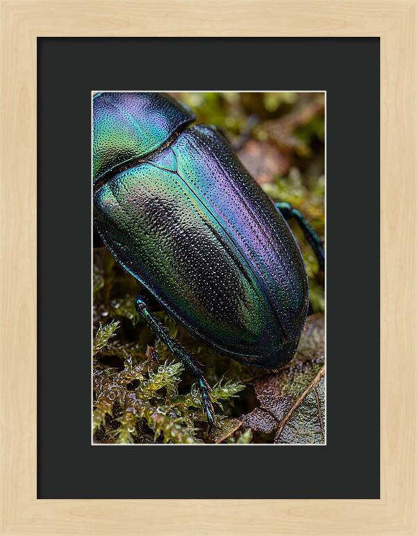 Mystical Beetle Reflections