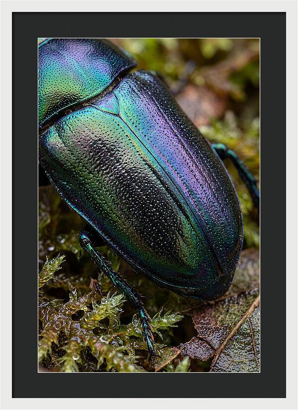 Mystical Beetle Reflections