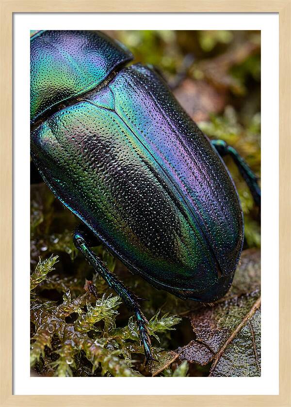 Mystical Beetle Reflections