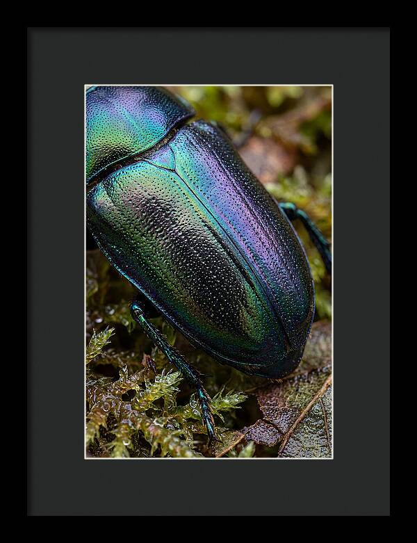 Mystical Beetle Reflections