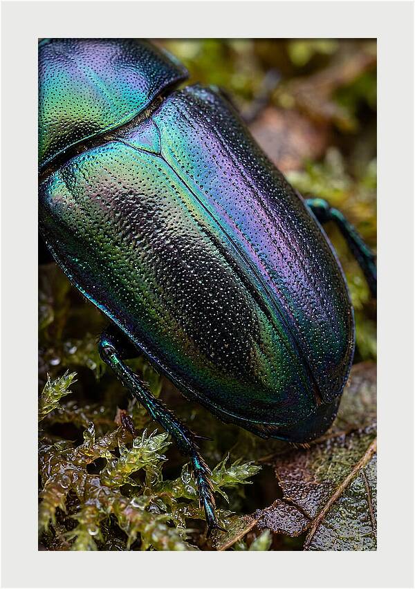 Mystical Beetle Reflections