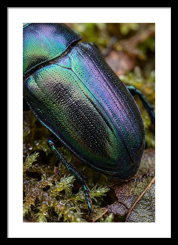 Mystical Beetle Reflections