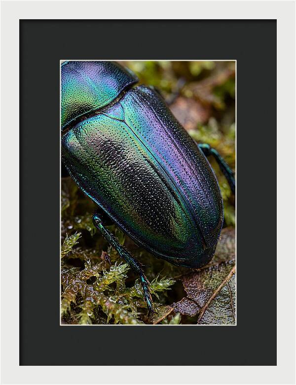 Mystical Beetle Reflections